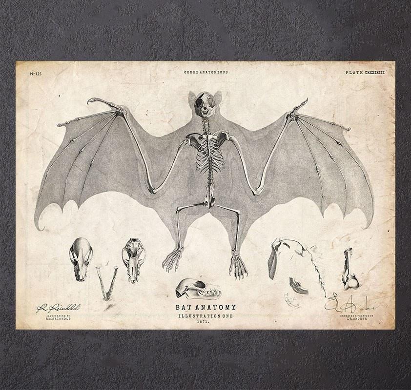bat anatomy