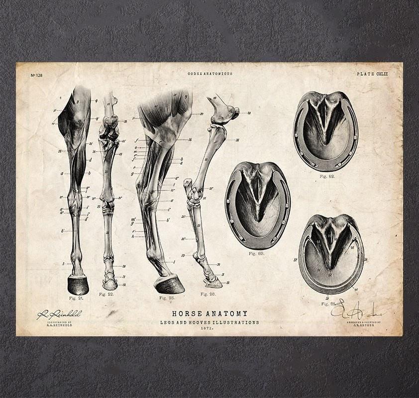 Anatomie des jambes et des sabots du cheval - Codex Anatomicus