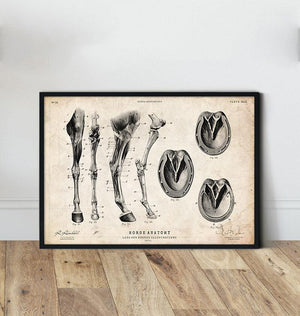 Horse legs and hooves anatomy poster
