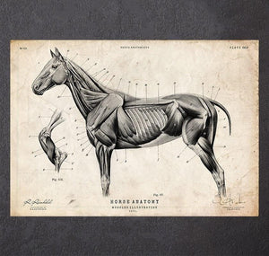 Horse anatomy poster