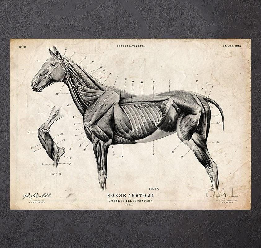 Horse Anatomy Poster: Ultimate Guide to Equine Education