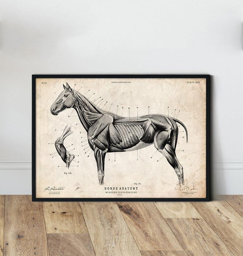 Horse anatomy poster by Codex Anatomicus