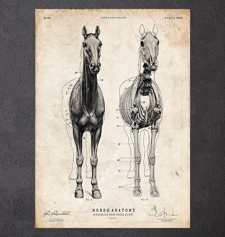 Equine anatomy art print