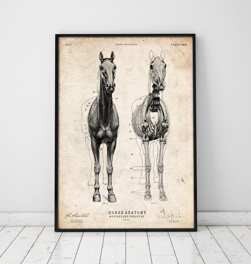 Equine anatomy art print by Codex Anatomicus