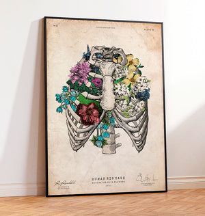 Rib cage art print - Anatomy Art by Codex Anatomicus