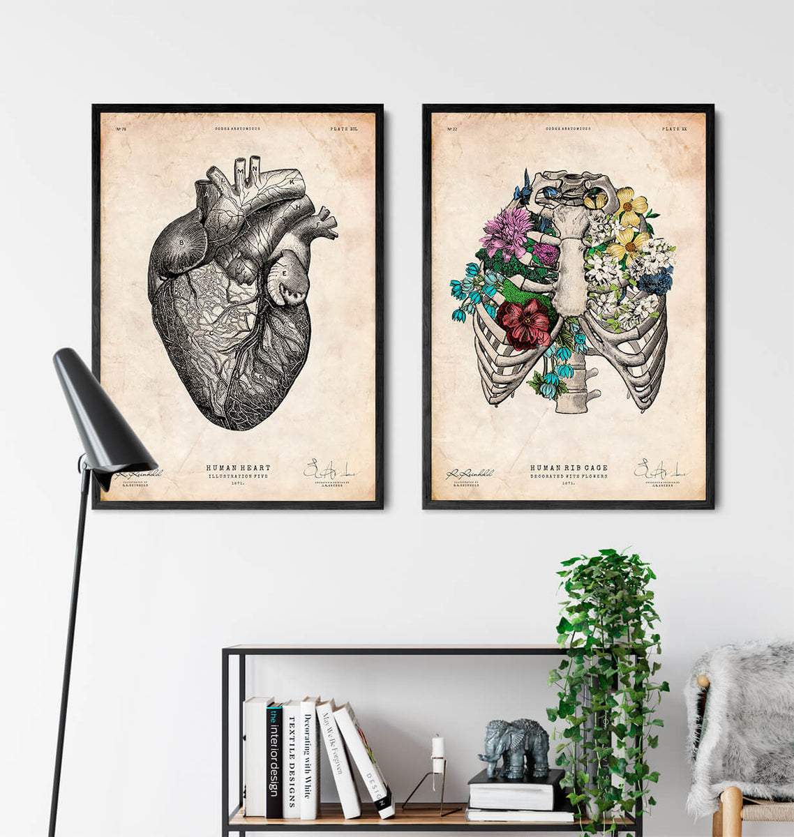 Rib cage art print - Anatomy Art - Codex Anatomicus