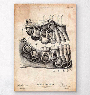 Dental anatomy art print