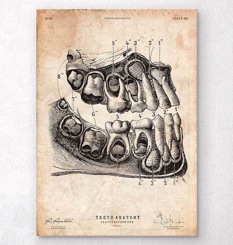 Codex　Dental　print　art　anatomy　Anatomicus