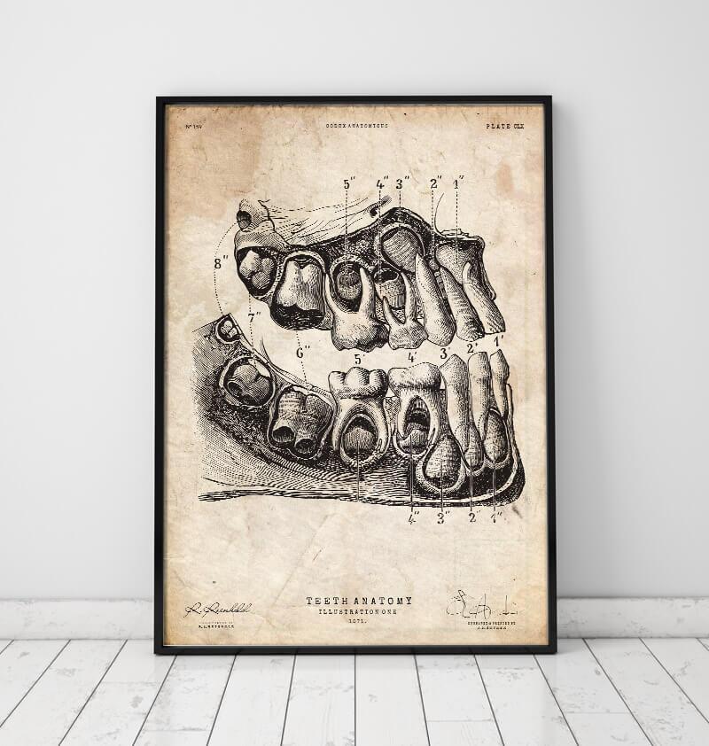 Vintage dental anatomy art print - Codex Anatomicus