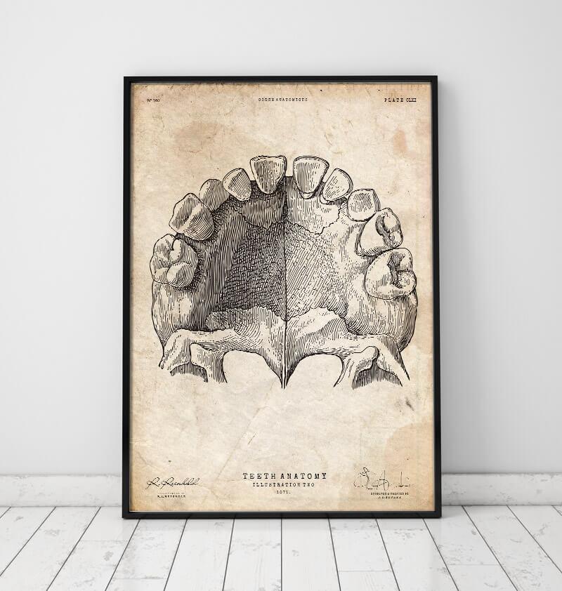 Teeth Artoc Teeth anatomy art print - Codex Anatomicus