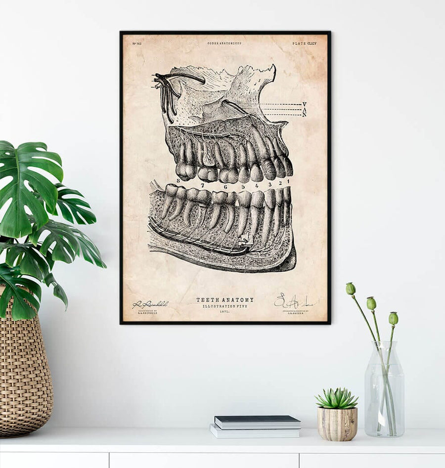 Vintage dental anatomy poster - Dental Anatomy - Codex Anatomicus