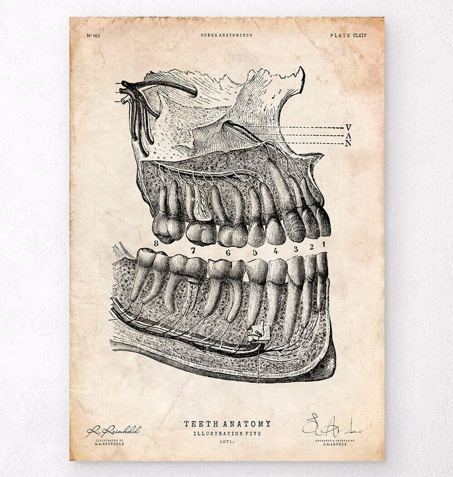Gifts for dentists - teeth anatomy art print