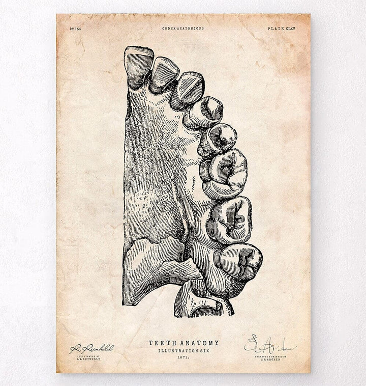 Teeth anatomy poster