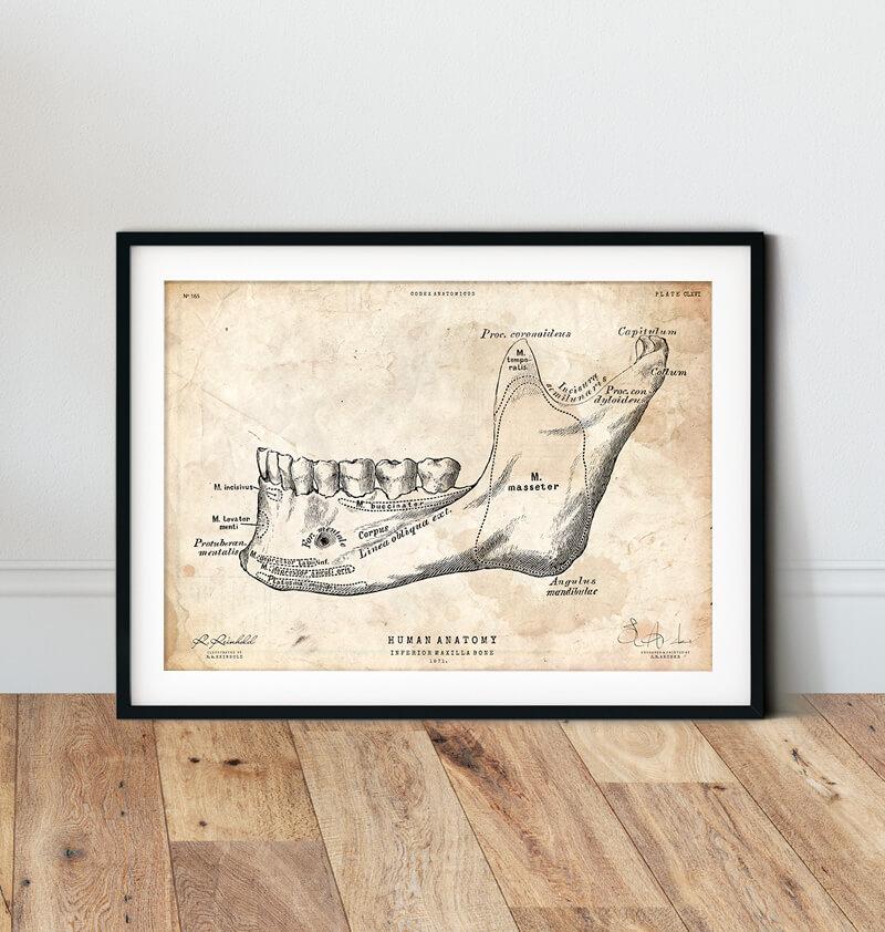 Teeth and jaw bone vintage anatomy poster in a frame by codex anatomicus