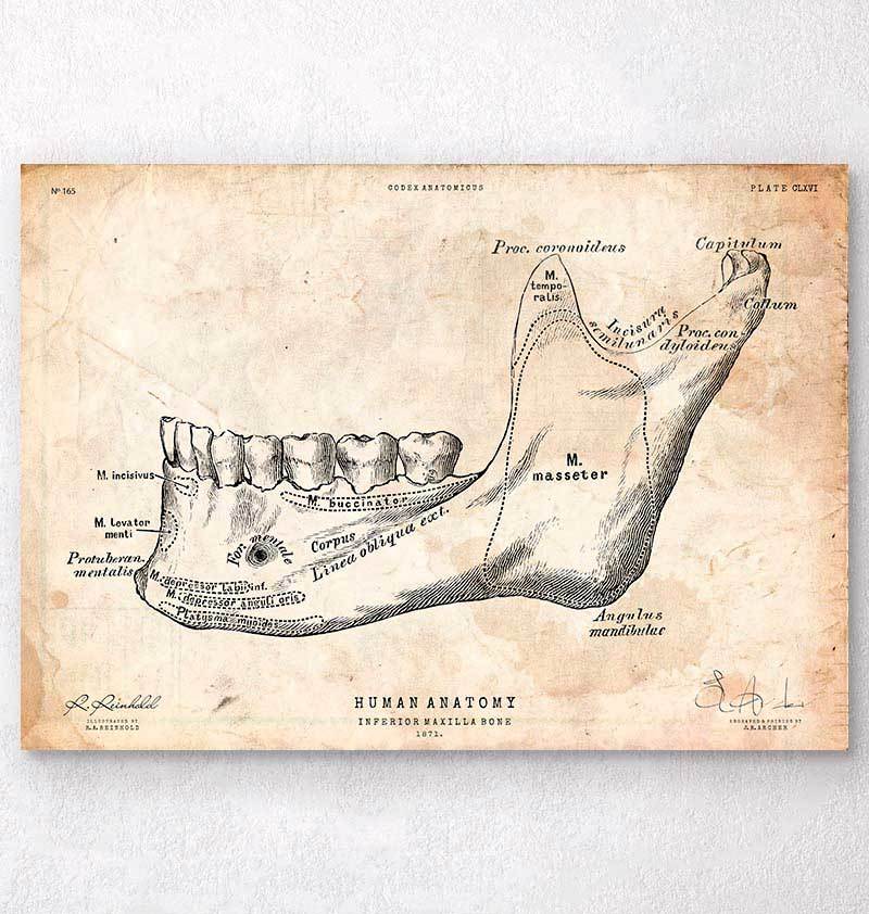 Bone Teeth Example Teeth and jaw bone anatomy print – Codex Anatomicus