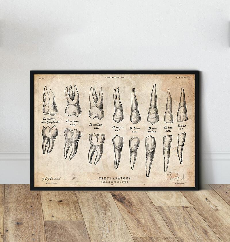 Teeth vintage anatomy chart in a frame by Codex Anatomicus