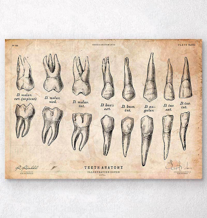Teeth anatomy chart