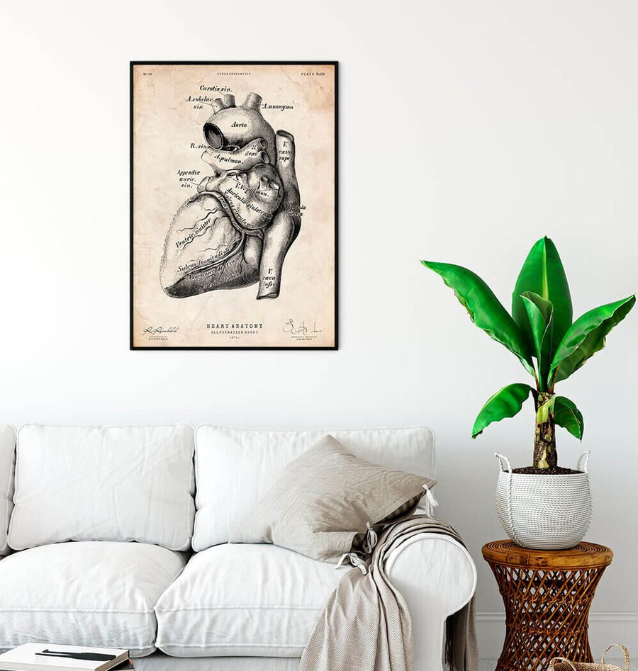 Vintage anatomy poster of heart anatomy