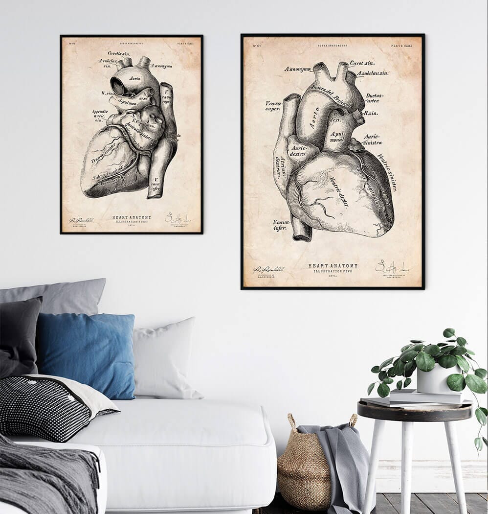Heart anatomy poster II - Vintage - Codex Anatomicus