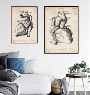 Heart anatomy art