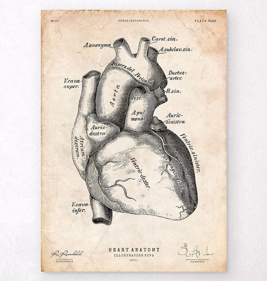 Heart anatomy poster II - Vintage - Codex Anatomicus