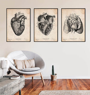 Heart anatomy posters