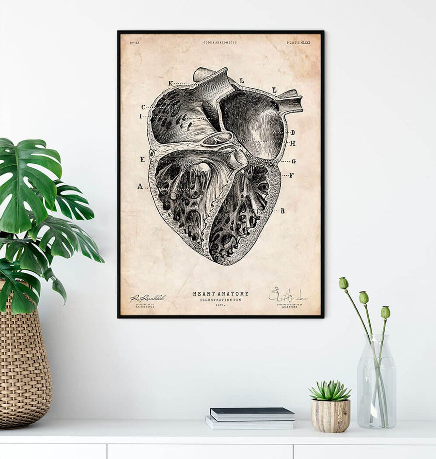 Dissected heart anatomy poster