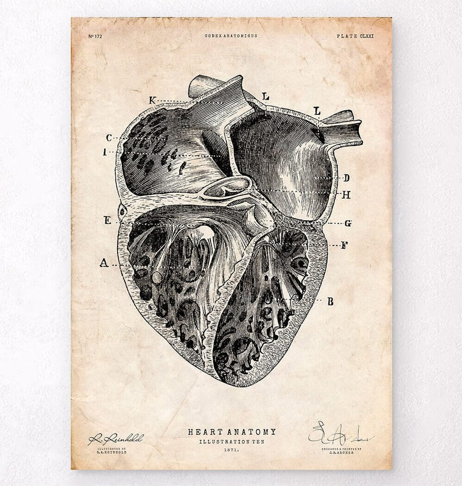 Heart section art print II - Vintage - Codex Anatomicus