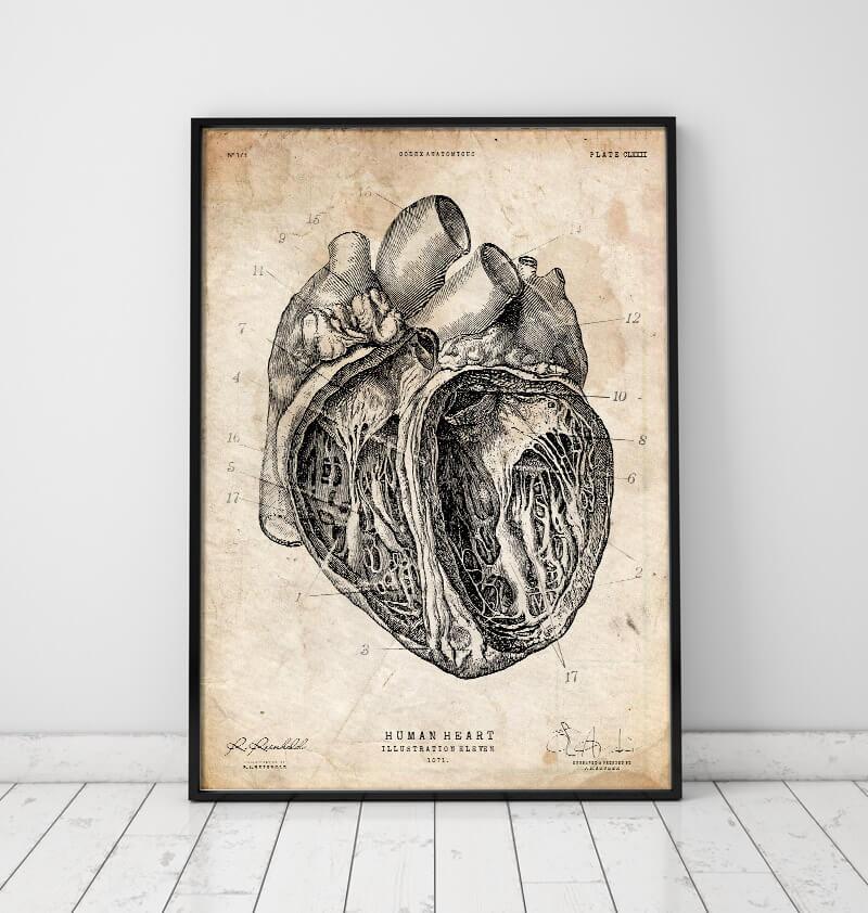 vintage anatomy poster of a heart by codex anatomicus
