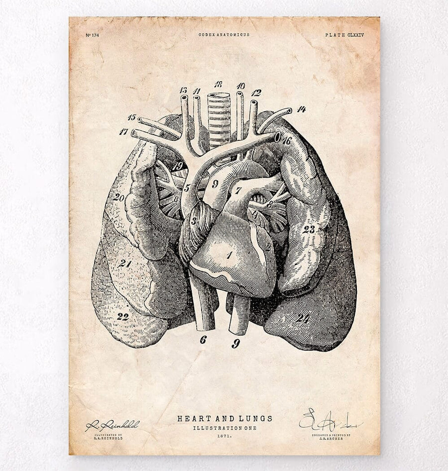 Heart and Lungs anatomy art