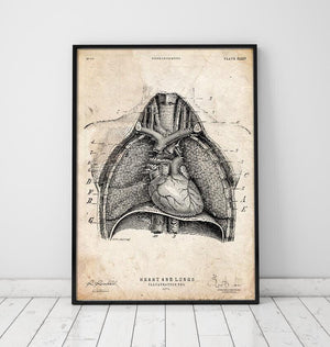 Vintage anatomy poster of Heart and Lungs anatomy