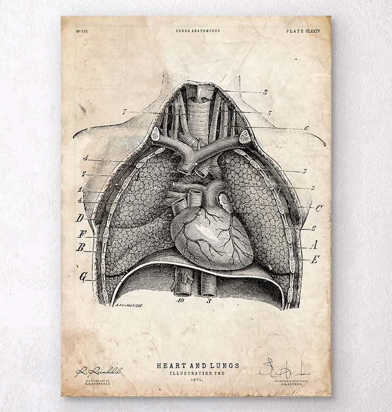 Heart and Lungs anatomy art print