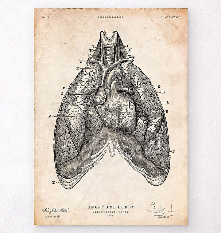 Heart and Lungs anatomy art poster