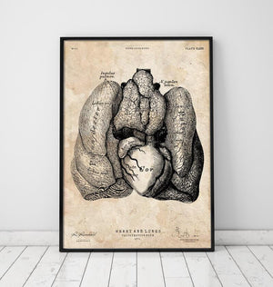 Heart and Lungs vintage anatomy poster