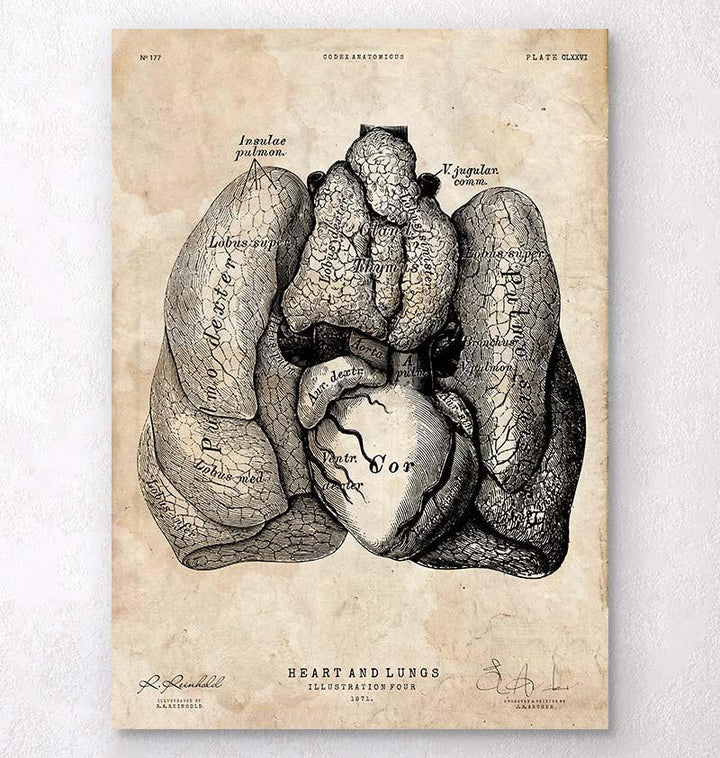 Heart and Lungs anatomy poster