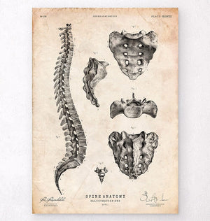 Spine anatomy art print