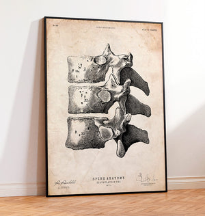 Vertebrae anatomy poster