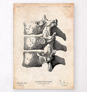 Anatomy of the spine art print