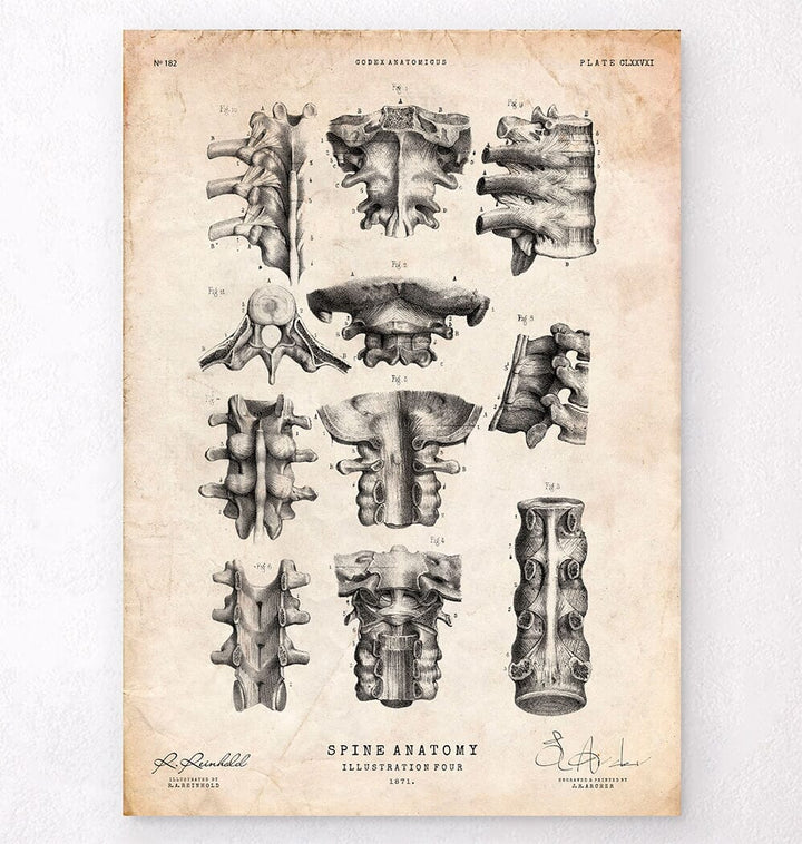 1850 Anatomy of Human Skeleton, Anatomical Drawing, NEW Fine Art Giclee  Print, Skull Bones, Autopsy Illustration, Medical Dissection, P11 