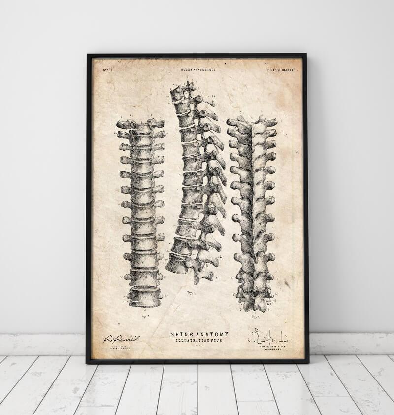 Spine anatomy print in a black frame by Codex Anatomicus