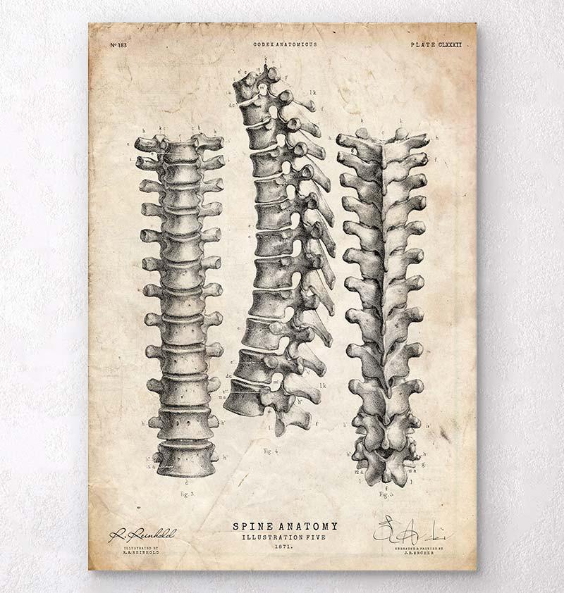 Spine anatomy print