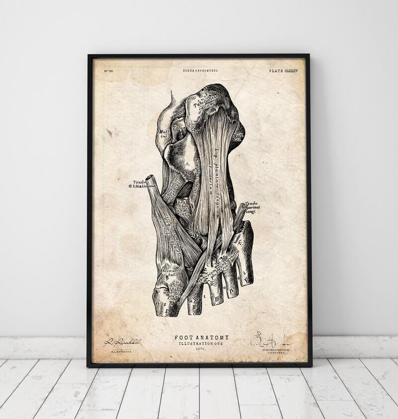 Foot anatomy vintage poster