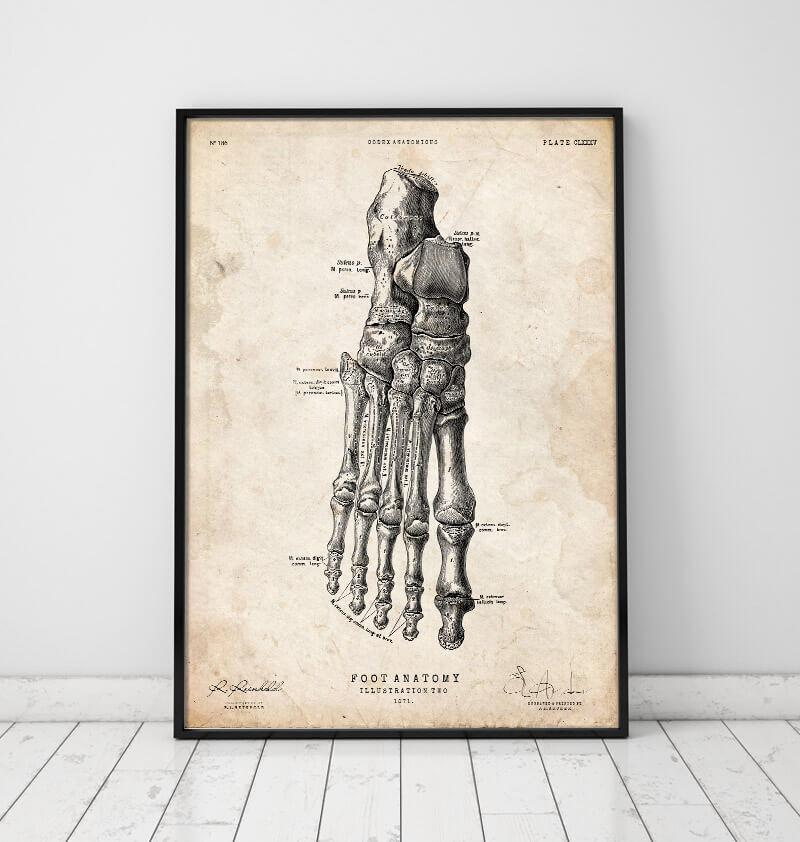 Foot anatomy art print II - Codex Anatomicus