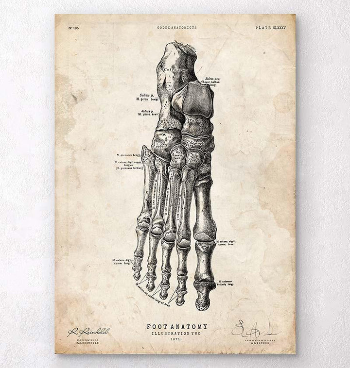 Foot anatomy art