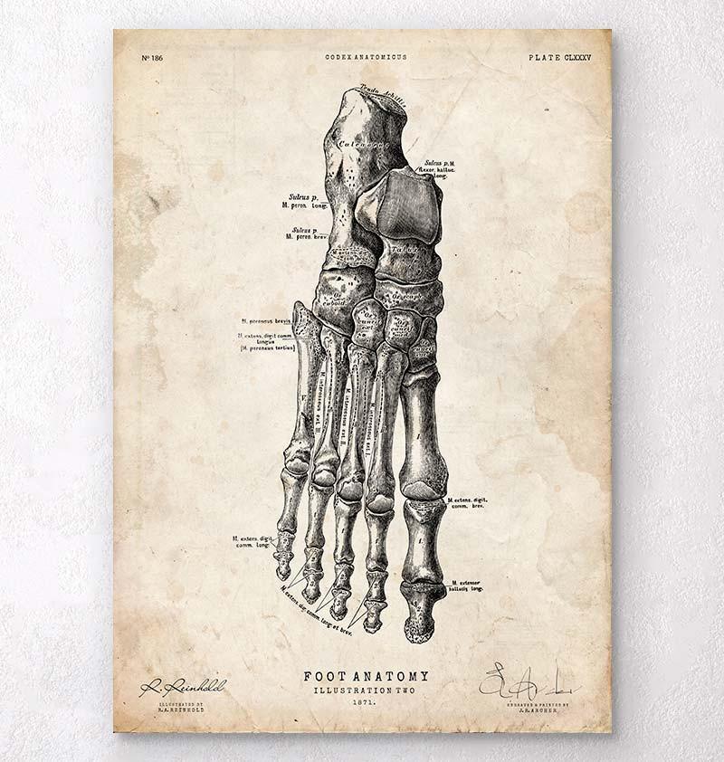 Foot Unisex T-Shirt - Watercolor – Codex Anatomicus