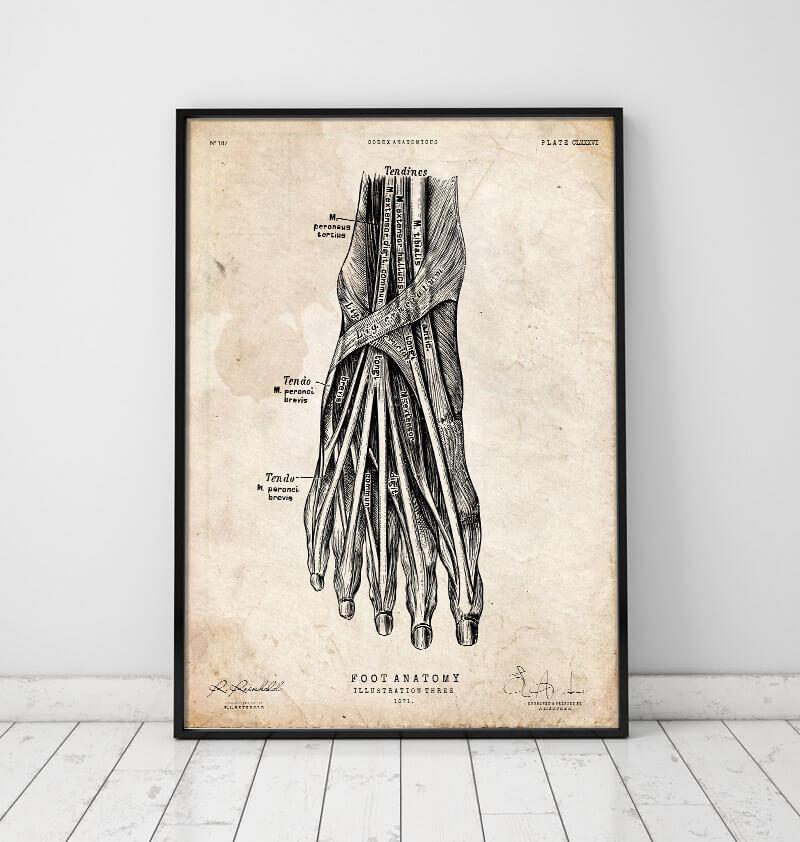 Foot anatomy art print III vintage art print