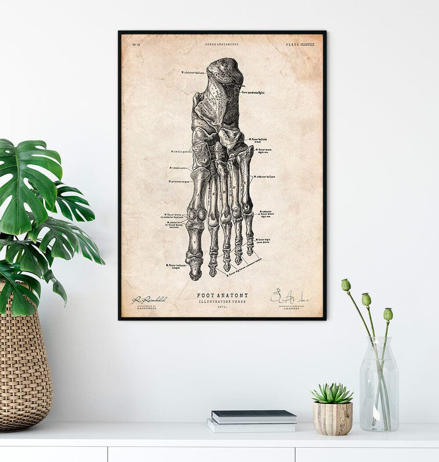 Foot anatomy art print IV medical vintage poster