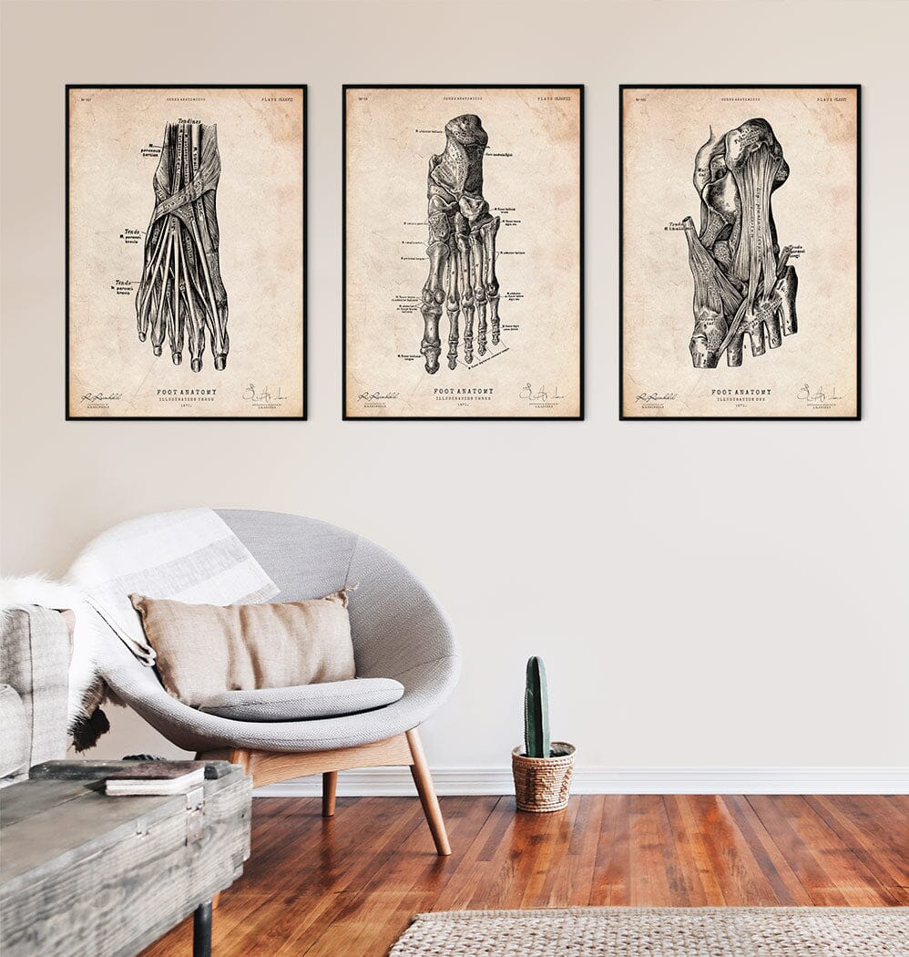 Foot anatomy art print IV - Codex Anatomicus