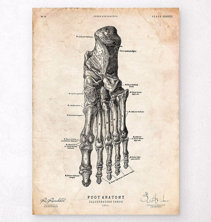Foot anatomy print