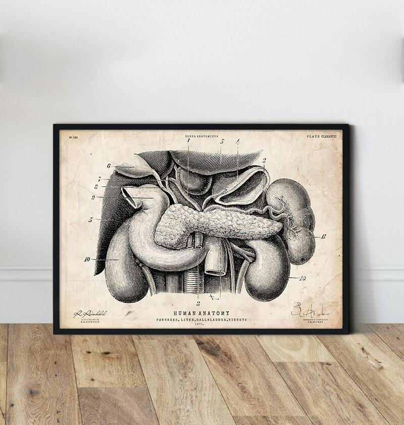 Pancreas, liver and gallbladder vintage anatomy poster
